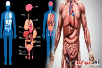 உடலின் எந்த உறுப்பு எந்த நேரத்தில் செயல்படும்? மருத்துவரின் குறிப்பு
