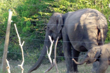 திருகோணமலையில் யானை தாக்கி வயோதிபர் மரணம்: இருவர் படுகாயம்