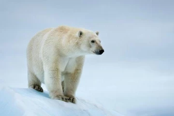 8 ஆண்டுகள் பிறகு..வெளியே வந்த பனிக்கரடி ; சுட்டு கொன்ற போலீஸ் - என்ன காரணம்?