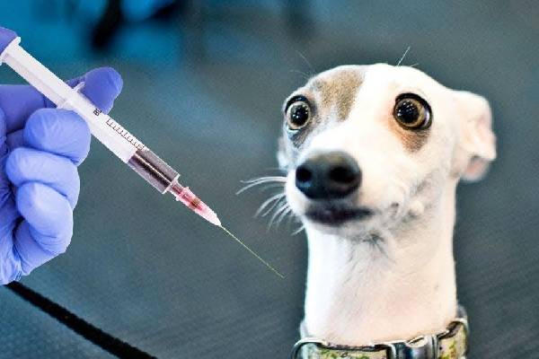 விலங்குகளுக்காக தயாரான இந்தியாவின் முதலாவது கொரோனா தடுப்பூசி அறிமுகம் - தமிழ்நாடு