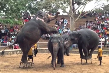 தெஹிவளை மிருகக்காட்சிசாலையின் கொரோனா நிலவரம் என்ன? இராஜாங்க அமைச்சர் வெளியிட்ட தகவல்