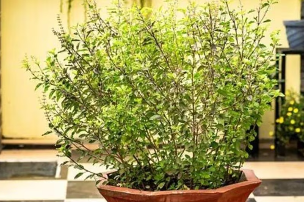 லட்சுமி தேவியின் அருளை பெற வீடுகளில் இந்த 3 செடிகள் வையுங்கள் | 3 Vastu Plants For Home To Attract Wealth லட்சுமி தேவியின் அருளை பெற வீடுகளில் இந்த 3 செடிகள் வையுங்கள் | 3 Vastu Plants For Home To Attract Wealth