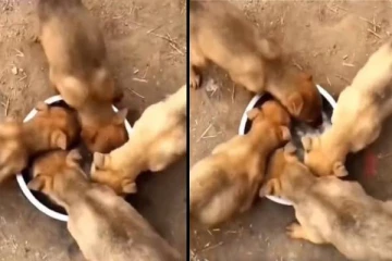 ரவுண்ட் கட்டி சாப்பாடு வளைத்து போட்ட நாய்க்குட்டிகள்.. 2 நிமிடத்தில் காலியான பிளேட்!