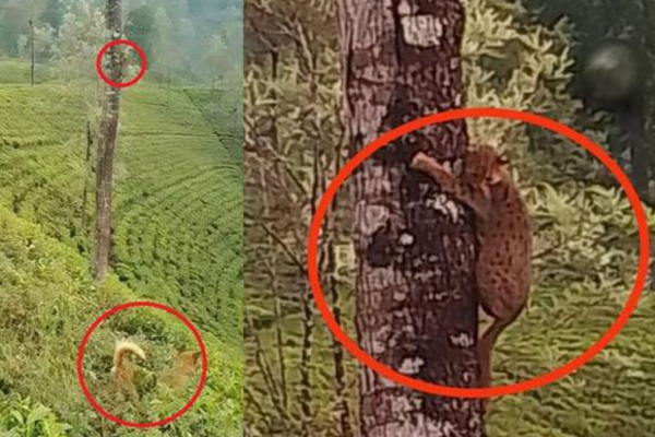 புலிக்குட்டியை பயத்தில் உறைய விட்ட நாய்கள் ; பீதியில் மரத்தில் குடியேறிய புலி | Dogs Leave Tiger Cub Frozen In Fear