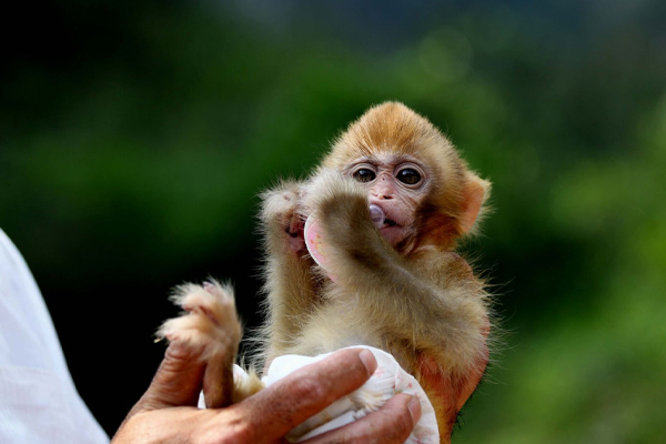 குரங்குகளை கொல்ல விவசாயிகளுக்கு அரசாங்கம் அனுமதி | Government Allows Farmers To Kill Monkeys
