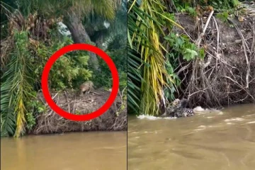 ஆற்றில் பாய்ந்து முதலையை அசால்ட்டாக வேட்டையாடும் சிறுத்தை... பகீர் கிளப்பும் காட்சி!