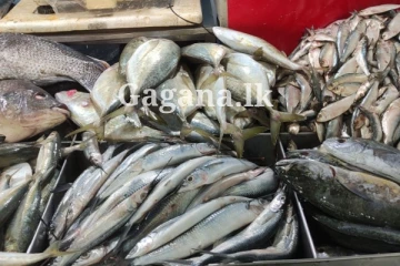 අහස උසට යන මාළු මිල - අද සටහන් වුණේ මෙහෙමයි..