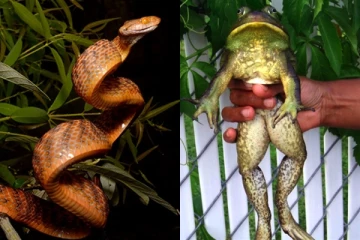 தவளை மற்றும் பாம்புகளால் 16 பில்லியன் டொலர் இழப்பு! அதிர்ச்சியூட்டும் அறிக்கை