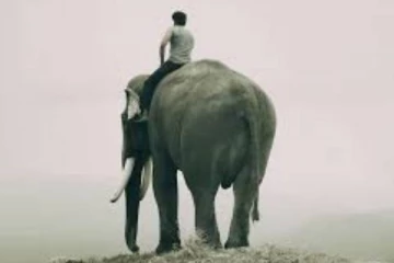 பிரபு சாலமன் இயக்கும் கும்கி 2 படத்தின் நாயகன் யார்?