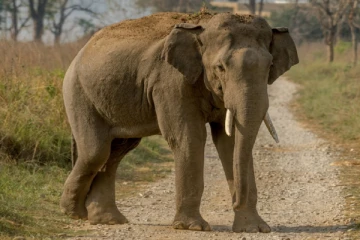 யானை தாக்கி குடும்பஸ்தர் ஒருவர் பலி