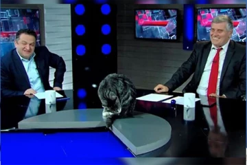 தொலைக்காட்சி அரசியல் விவாதத்தில் பங்கேற்ற பூனை ( காணொளி)