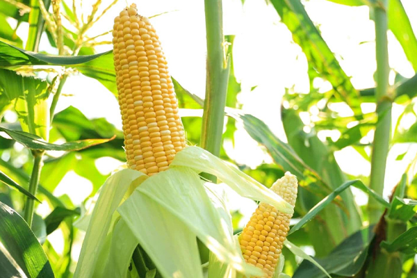 இறக்குமதி செய்யப்படும் சோளத்திற்கு விஷேட வரி! | Excise Duty Per Kilogram Of Maize Imported