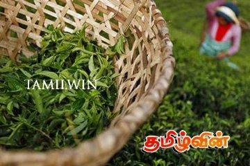 இலங்கை தேயிலை உற்பத்தியாளர்களை சந்திக்கவுள்ள இங்கிலாந்து தேயிலைத் துறை நிபுணர்கள்