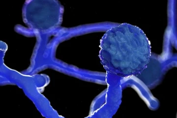 கருப்பு பூஞ்சையால் மனைவி உயிரிழப்பு; கணவரின் விபரீத முடிவால் பெரும் அதிர்ச்சி