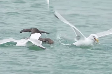 Viral Video: நாரை பிடித்த மீனை கவ்விச் சென்ற பறவை... இப்படியுமா வழிபறி நடக்கும்?