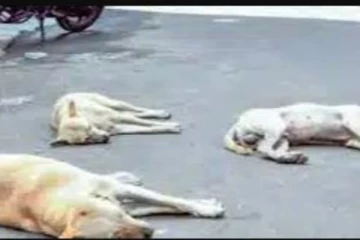 300க்கும் மேற்பட்ட தெரு நாய்கள் விஷ ஊசி போட்டு கொடூர கொலை - கொத்துக் கொத்தாக நாய் சடலங்கள்!!