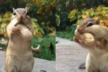 என்னடா இது இந்த கடலைக்கு வந்த சோதனை : கடலையை கடிக்கும் அணில் வைரலாகும் வீடியோ