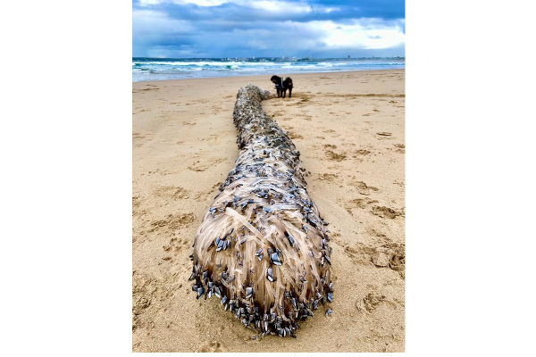 இப்படி ஒரு வினோத உயிரினமா? கடற்கரையோரம் ஒதுங்கியது என்ன? | Australia A Strange Creature Lurks On The Beach