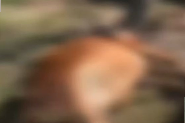 15 அடிக்கு மேல் பாய்ந்தோடிய வெள்ளம்! 3 கிராமங்கள் முற்றாக அழிந்த சோகம் | Floods Of Over 15 Feet Destroyed 3 Villages