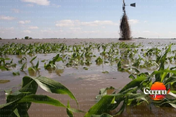 එළවලු හා පලතුරු වගාව විනාසයි - අලුත්ම වාර්තාවක්