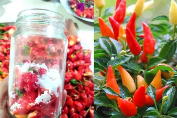 කොච්චි - මිරිස් අවුරුද්දකට වැඩිය කල් තියාගන්න හැටි.