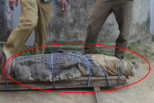 கிராமத்திற்குள் புகுந்த இராட்சத முதலை - பீதியில் மக்கள் (படம்) - ஐபிசி தமிழ்