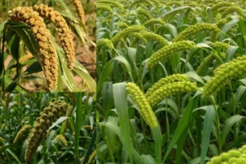 நாட்டில் தானிய செய்கைக்கான காப்பீட்டுத் திட்டம் அறிமுகம்