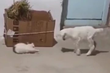 ஆட்டுக் குட்டியிடம் மல்லுக்கட்டும் பூனை....நீ என்ன பெரிய ரவுடியா?