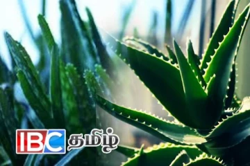 வாஸ்து பிரச்சினைகளை சரி செய்யும் கற்றாழைச் செடி.! எந்த திசையில் வைத்தால் நல்லது