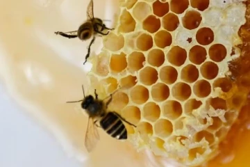 உணவுகுழாயில் தேனீ கடித்ததால் பரிதாபமாக உயிரிழந்த இளைஞன்