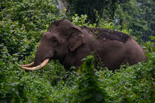 பாகனை இரண்டாகக் கிழித்த யானை! | The Elephant That Tore Bagan In Two