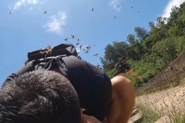 குளவி கொட்டுக்கு இலக்கான சுற்றுலா பயணிகள்: வெளிநாட்டிலும் செய்தியானது (Photos)