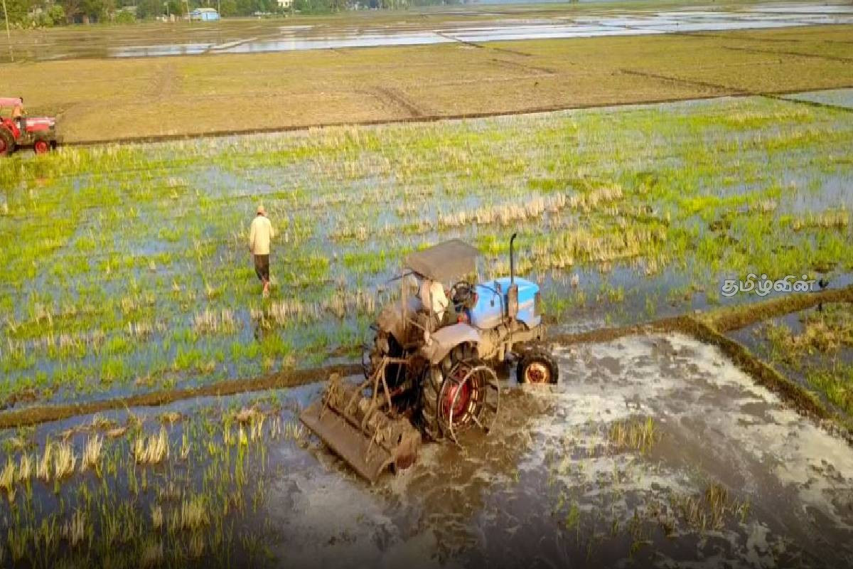 22,000 ஏக்கரில் நெற்செய்கை ஆரம்பம்: 12,000 விவசாயிகளுக்கான மேம்பாட்டு திட்டம் | Paddy Cultivation Begins On 22 000 Acres