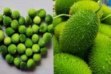 பழுகு பாகல் பற்றி அறிந்திராத விடயங்கள்!