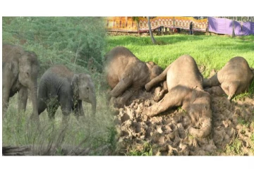 Viral Video : மின்வேலியில் சிக்கிய உயிரிழந்த 3 யானைகள்.... - சோகத்தில் சுற்றித் திரியும் குட்டிகள்...!