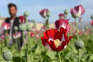 තහනම් හෙරොයින් වලින් ප්‍රතිකාර කරන හැටි.