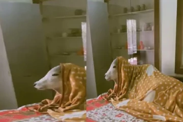 “ப்ப்பா..என்னா குளிருயா; மெத்தையின் மேல் போர்வையுடன் படுத்திருக்கும் மாடு” - இணையத்தில் வைரலாகும் வீடியோ பதிவு