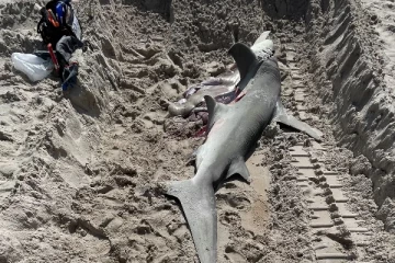 இறந்து கரை ஒதுங்கிய கர்ப்பிணி சுறா.... சோகத்தில் மூழ்கிய விஞ்ஞானிகள்