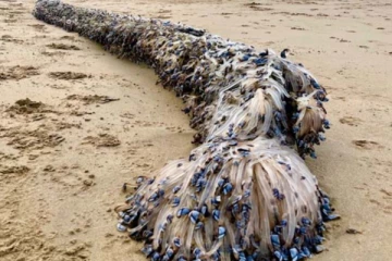 கடற்கரைக்கு வாக்கிங் சென்ற பெண்ணுக்கு காத்திருந்த பேரதிர்ச்சி! யாரும் கண்டிராத அரிய உயிரினம்