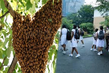 குளவிக் கொட்டுக்கு இலக்கான 17 மாணவர்கள் வைத்தியசாலையில் அனுமதி