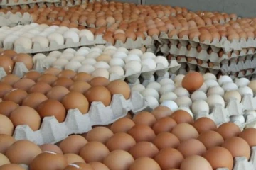 முட்டை விலையில் ஏற்பட்டுள்ள மாற்றம்