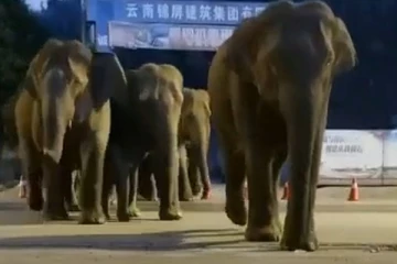 யானைகள் செல்வதற்காக வெளியேற்றப்பட்ட  1,50,000 பேர்!