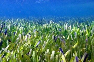 ஆஸ்திரேலியா கடற்கரையில் உலகின் மிகப்பெரிய கடல் புல் கண்டுபிடிப்பு