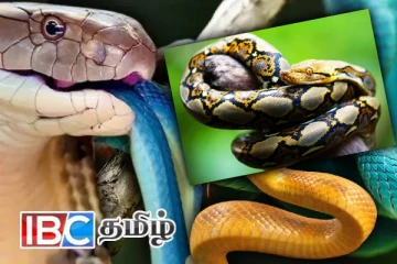 கின்னஸ் சாதனை படைத்த உலகின் மிக நீளமான பாம்பு - எங்கே உள்ளது தெரியுமா