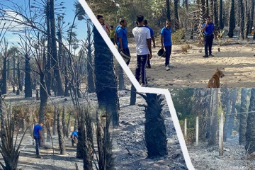 மன்னாரில் தீ விபத்து: பல ஏக்கர் காடுகள் எரிந்து நாசம்