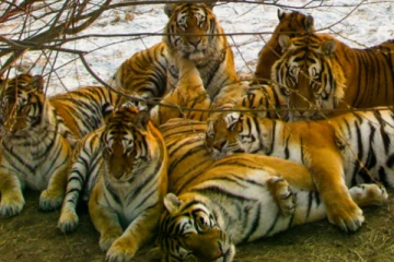 அமெரிக்காவில் மன ஆறுதலுக்காக 7 புலிகளை வளர்த்த நபர் கைது