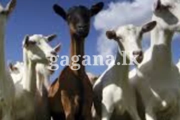 එළුවන්ට ලැබෙන රක්ෂණාවරණය.