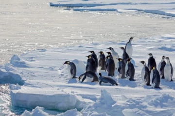 காலநிலை மாற்றத்தினால் அழியும் நிலையில் பென்குயின்கள்