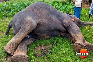 තවත් සද්ධන්තයෙක් ජීවිතක්ෂයට