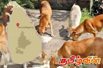 இலங்கை வரும் நரேந்திர மோடி! அநுராதபுரத்தில் அகற்றப்படும் தெரு நாய்கள்